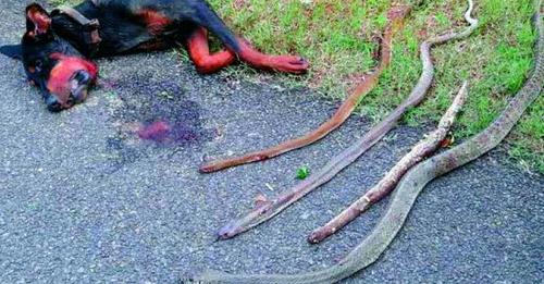 Brave Dog Fights To The Death To Prevent 4 Snakes From Entering The Owner’s House
